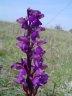 Orchis morio - 